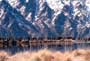 Lord of the Rings: The Return of the King - 8 x 10 Color Photo #44