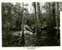 Lure of the Wilderness - 8 x 10 B&W Photo #4