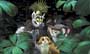 Madagascar - 8 x 10 Color Photo #11