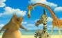 Madagascar - 8 x 10 Color Photo #28