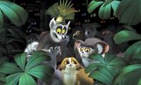 Madagascar - 8 x 10 Color Photo #11