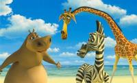 Madagascar - 8 x 10 Color Photo #28