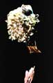 Madonna Truth or Dare - 8 x 10 Color Photo #1
