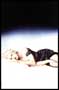 Madonna Truth or Dare - 8 x 10 Color Photo #7