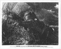 Man in the Wilderness - 8 x 10 B&W Photo #3
