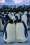 March of the Penguins - 8 x 10 Color Photo #2