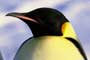March of the Penguins - 8 x 10 Color Photo #4