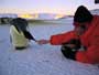 March of the Penguins - 8 x 10 Color Photo #6