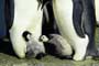March of the Penguins - 8 x 10 Color Photo #8