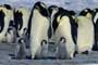 March of the Penguins - 8 x 10 Color Photo #9