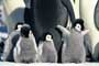 March of the Penguins - 8 x 10 Color Photo #11