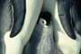 March of the Penguins - 8 x 10 Color Photo #12