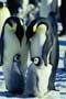 March of the Penguins - 8 x 10 Color Photo #13