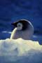 March of the Penguins - 8 x 10 Color Photo #14