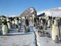 March of the Penguins - 8 x 10 Color Photo #15