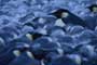 March of the Penguins - 8 x 10 Color Photo #16