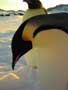 March of the Penguins - 8 x 10 Color Photo #21