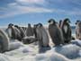 March of the Penguins - 8 x 10 Color Photo #23