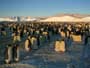 March of the Penguins - 8 x 10 Color Photo #24