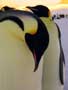 March of the Penguins - 8 x 10 Color Photo #25