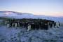 March of the Penguins - 8 x 10 Color Photo #27