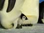 March of the Penguins - 8 x 10 Color Photo #29