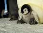 March of the Penguins - 8 x 10 Color Photo #31