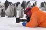 March of the Penguins - 8 x 10 Color Photo #32
