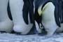 March of the Penguins - 8 x 10 Color Photo #34