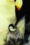 March of the Penguins - 8 x 10 Color Photo #35