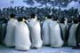 March of the Penguins - 8 x 10 Color Photo #37