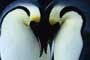 March of the Penguins - 8 x 10 Color Photo #38