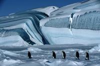 March of the Penguins - 8 x 10 Color Photo #1
