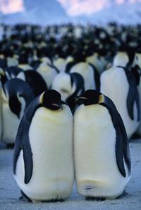 March of the Penguins - 8 x 10 Color Photo #2