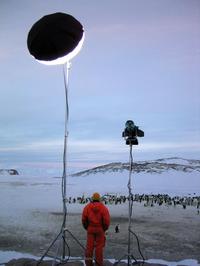 March of the Penguins - 8 x 10 Color Photo #3