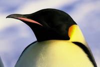 March of the Penguins - 8 x 10 Color Photo #4