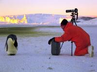 March of the Penguins - 8 x 10 Color Photo #5
