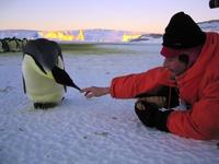 March of the Penguins - 8 x 10 Color Photo #6