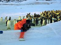 March of the Penguins - 8 x 10 Color Photo #7