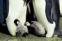 March of the Penguins - 8 x 10 Color Photo #8