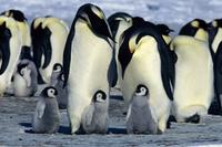 March of the Penguins - 8 x 10 Color Photo #9