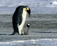 March of the Penguins - 8 x 10 Color Photo #10