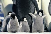 March of the Penguins - 8 x 10 Color Photo #11