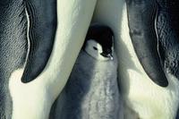 March of the Penguins - 8 x 10 Color Photo #12