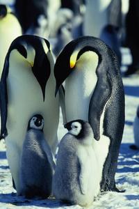 March of the Penguins - 8 x 10 Color Photo #13