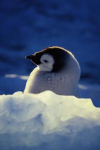 March of the Penguins - 8 x 10 Color Photo #14