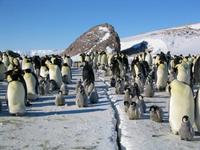March of the Penguins - 8 x 10 Color Photo #15