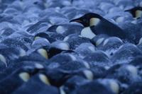 March of the Penguins - 8 x 10 Color Photo #16