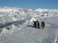 March of the Penguins - 8 x 10 Color Photo #18