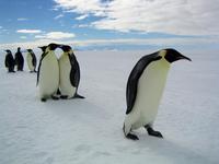 March of the Penguins - 8 x 10 Color Photo #20